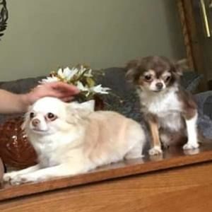 Meet your Posher, Mayonna